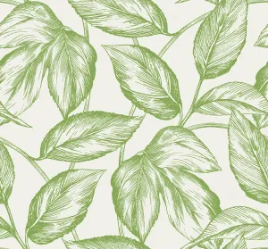 Beckett Sketched Leaves Wallpaper in Apple Green
